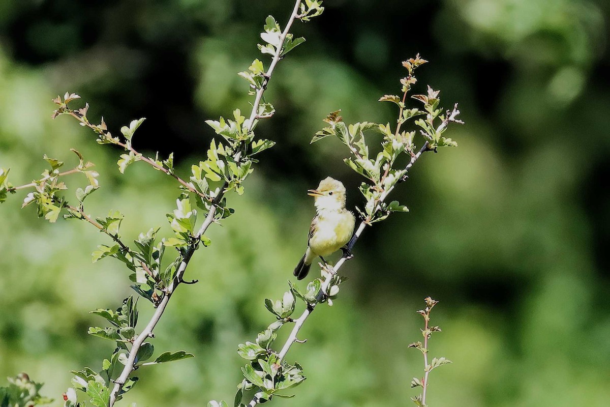 Melodious Warbler - ML613471025