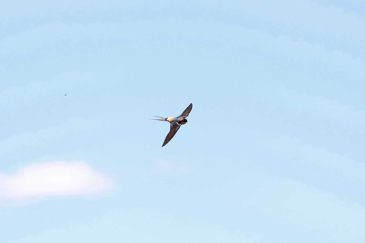 Red-rumped Swallow - ML613471029