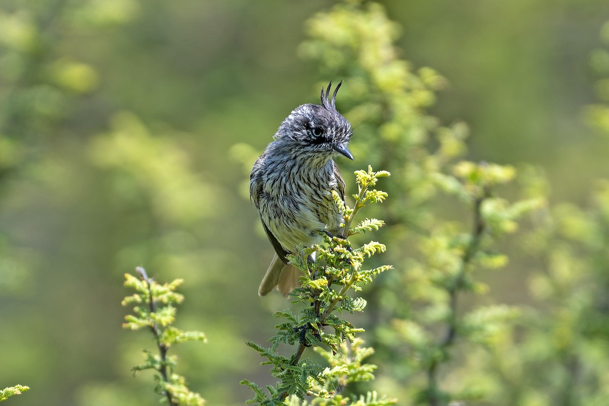 Tufted Tit-Tyrant - ML613471100