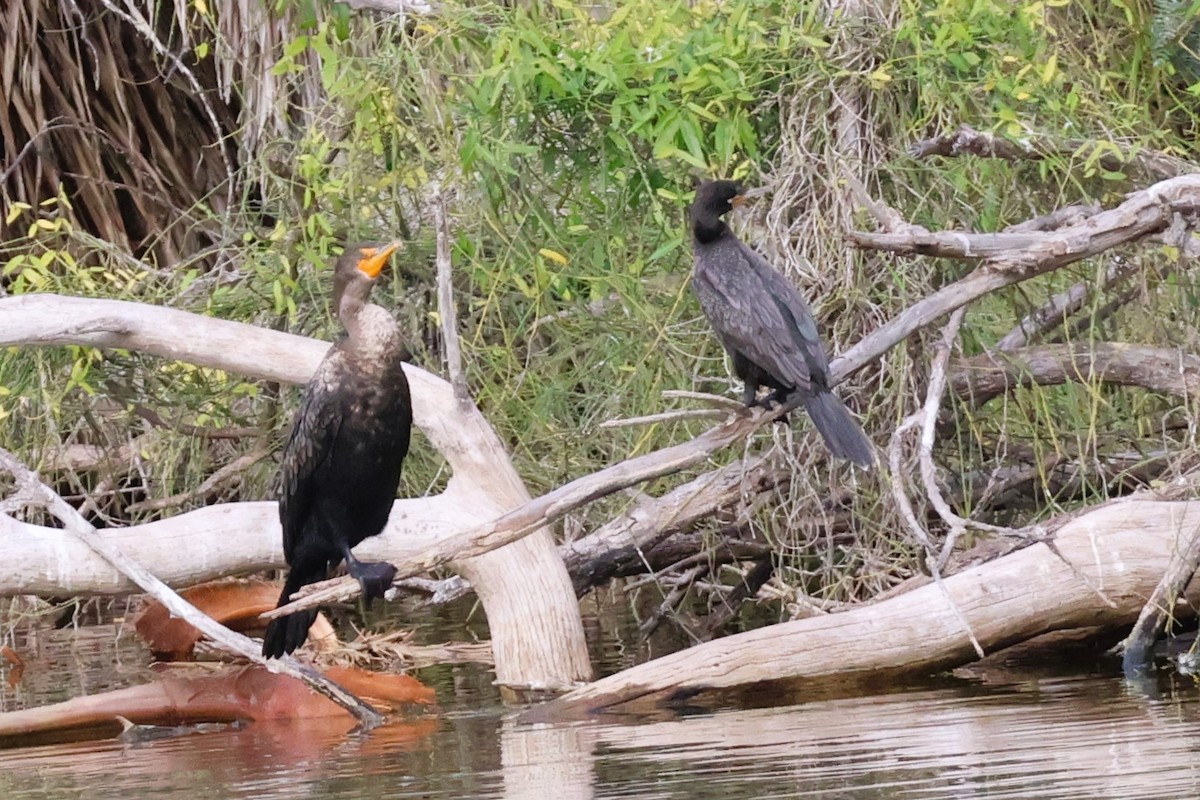 Double-crested Cormorant - ML613471124