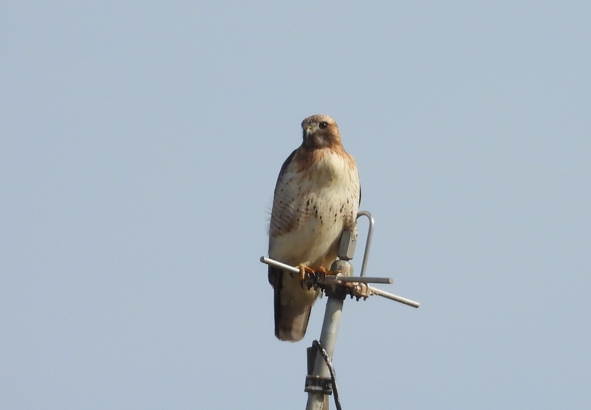 Red-tailed Hawk - ML613471172