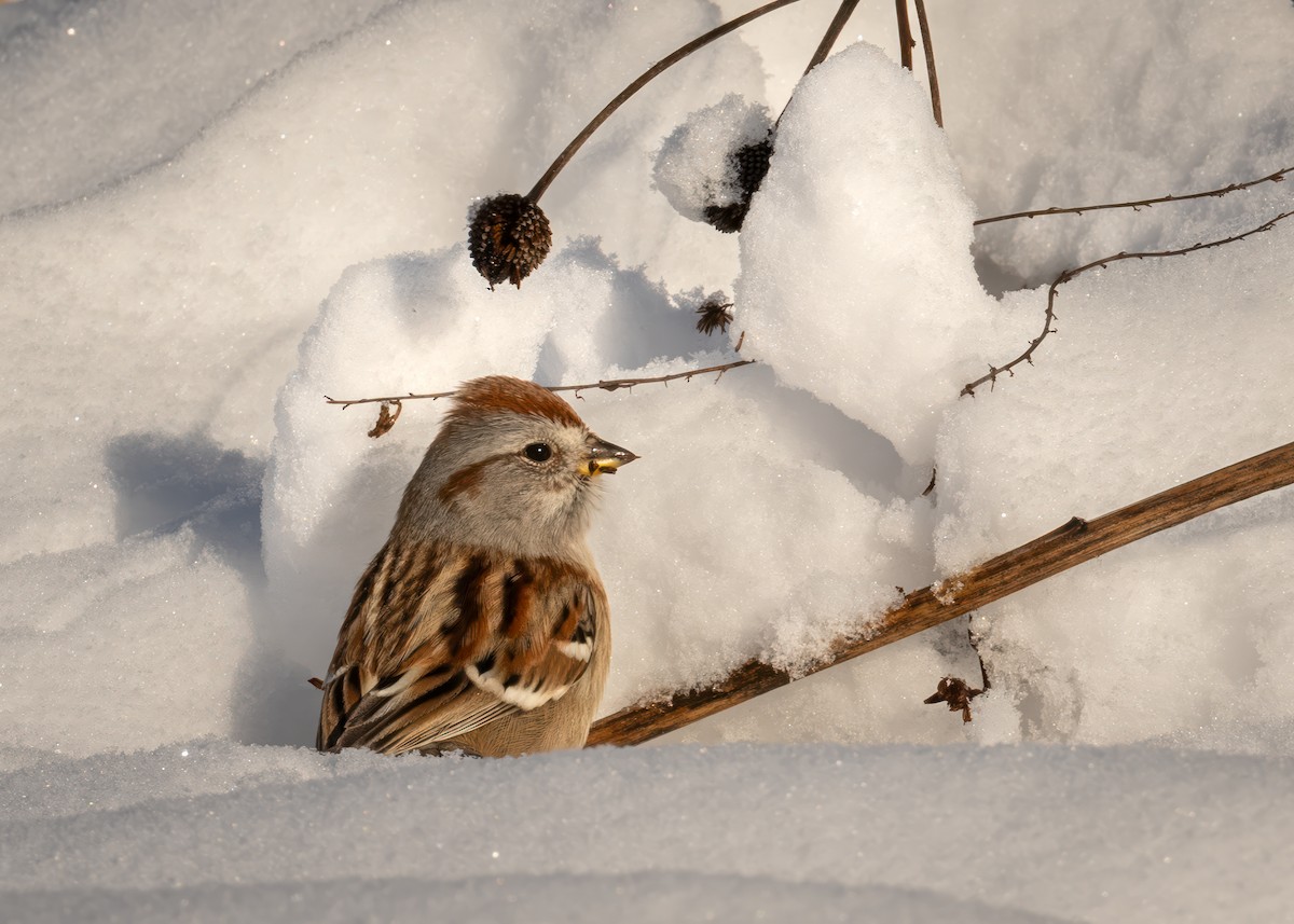 Spizella sp./American Tree Sparrow - ML613471192