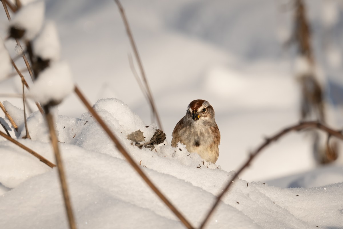 Spizella sp./American Tree Sparrow - ML613471193