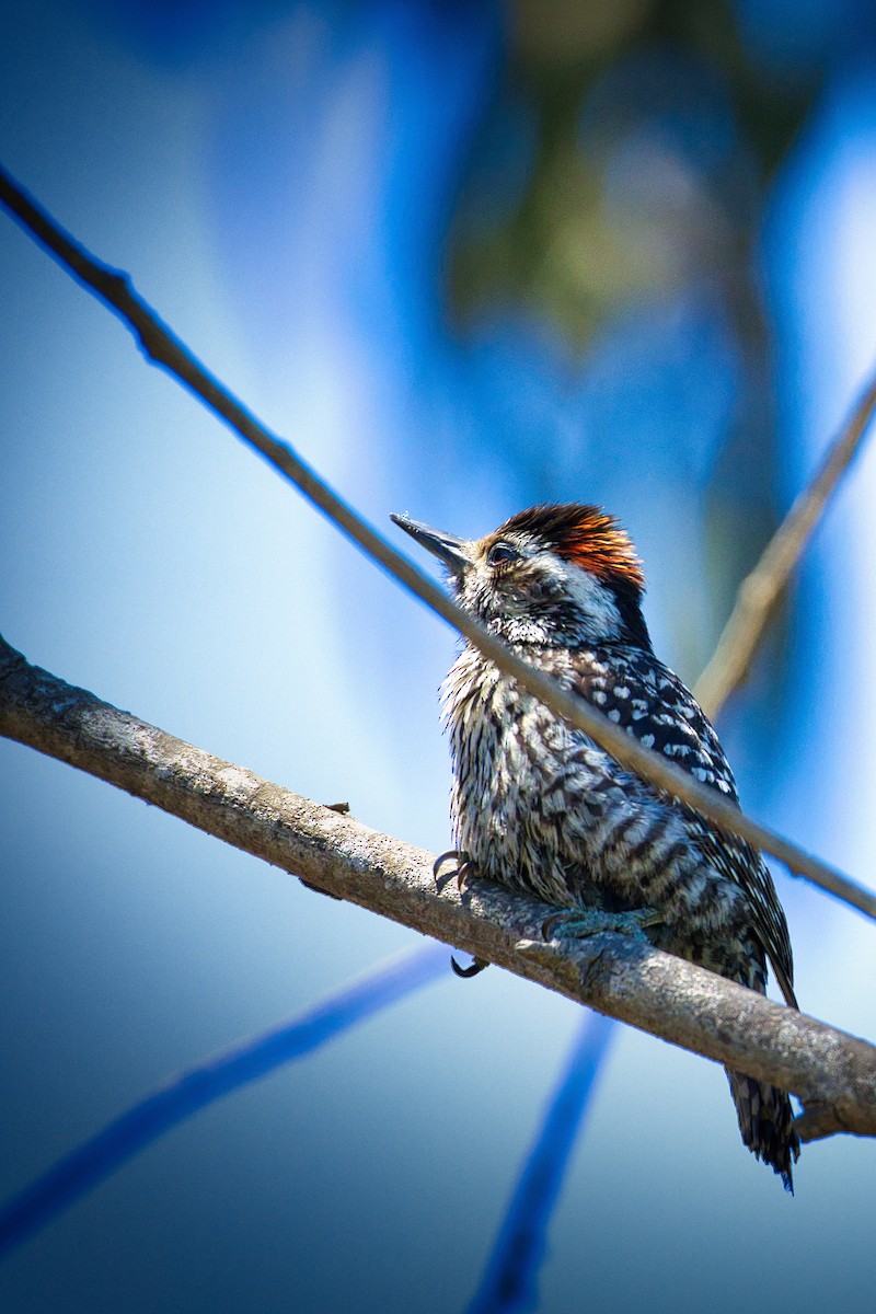 Striped Woodpecker - ML613471213