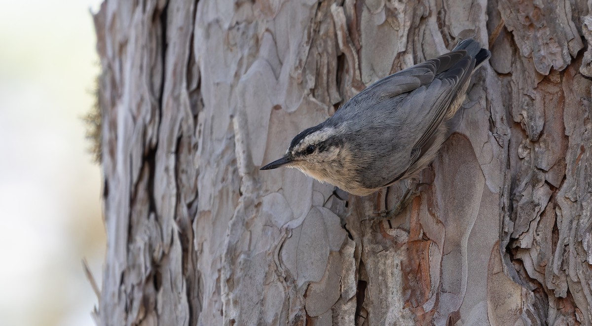 Corsican Nuthatch - Friedemann Arndt