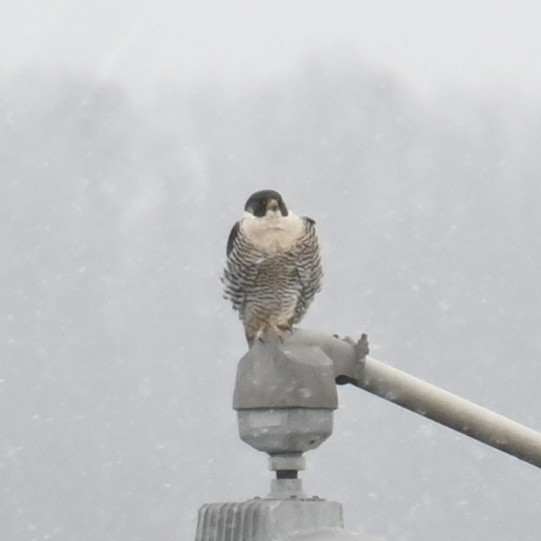 Peregrine Falcon - ML613471225