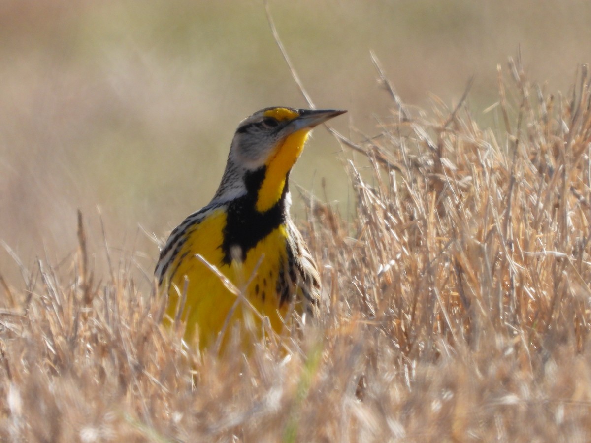 Eastern Meadowlark - ML613471227