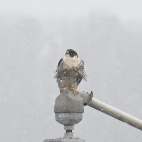 Peregrine Falcon - ML613471228