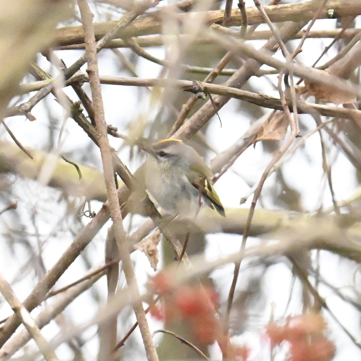 Golden-crowned Kinglet - ML613471235