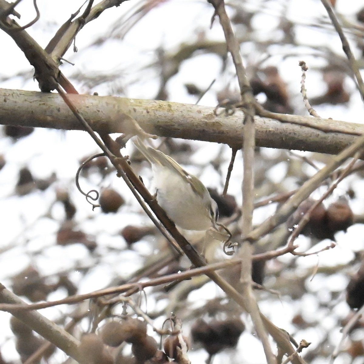 Golden-crowned Kinglet - ML613471236