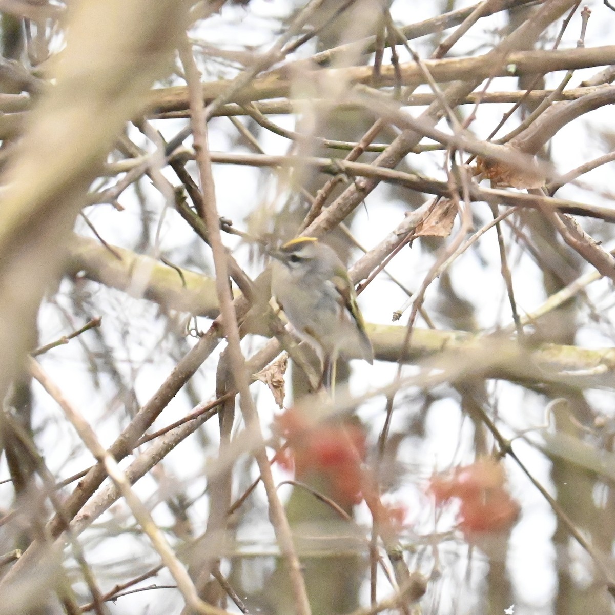 Golden-crowned Kinglet - ML613471237