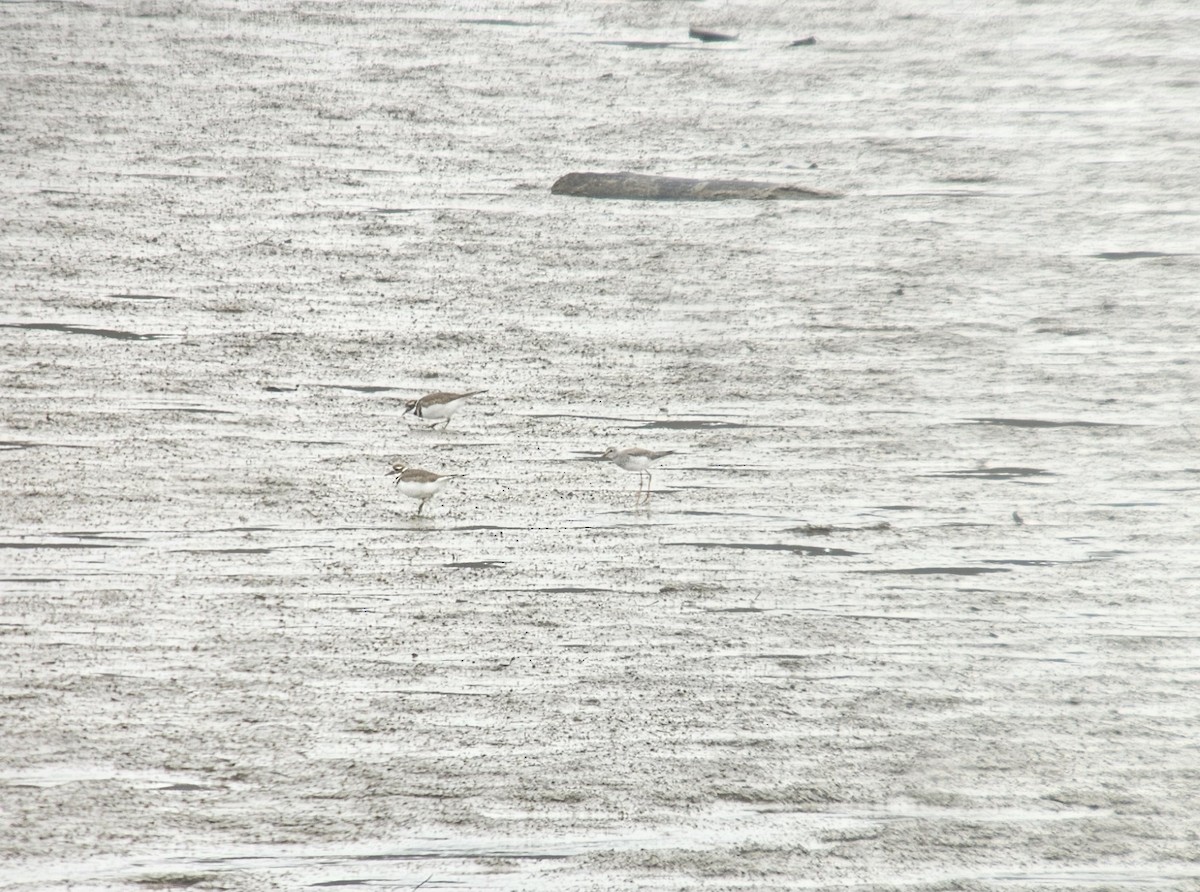 Lesser Yellowlegs - ML613471244