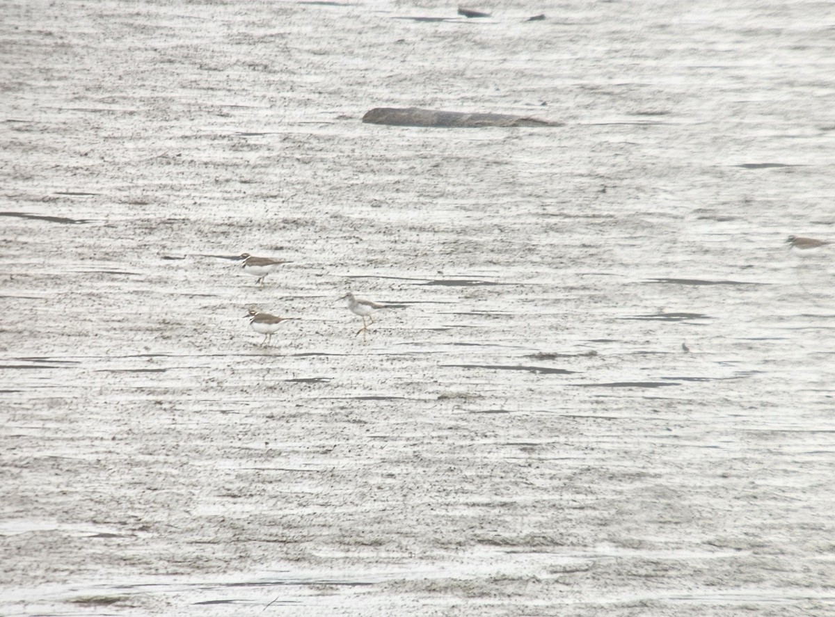 Lesser Yellowlegs - ML613471245