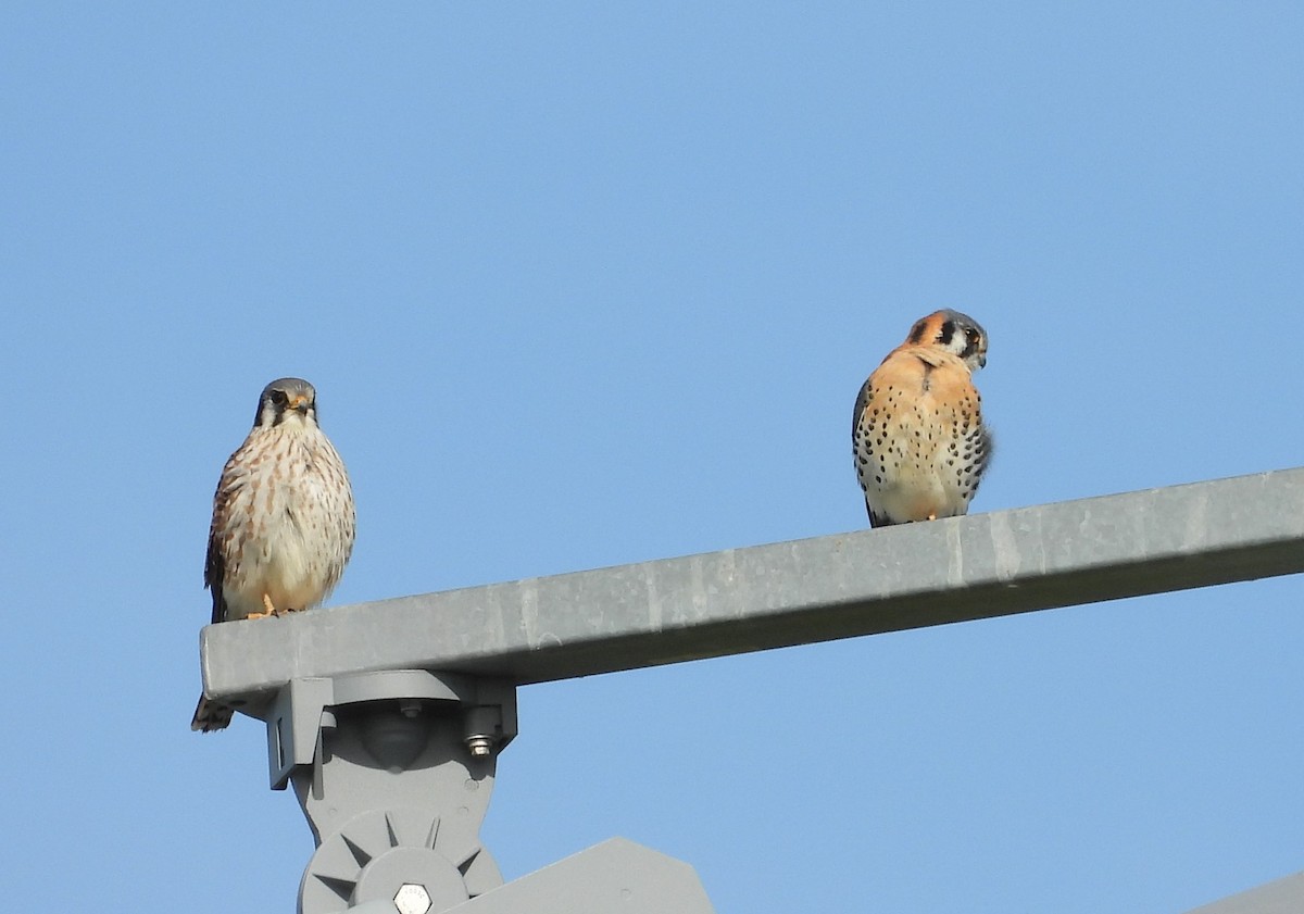 American Kestrel - ML613471265