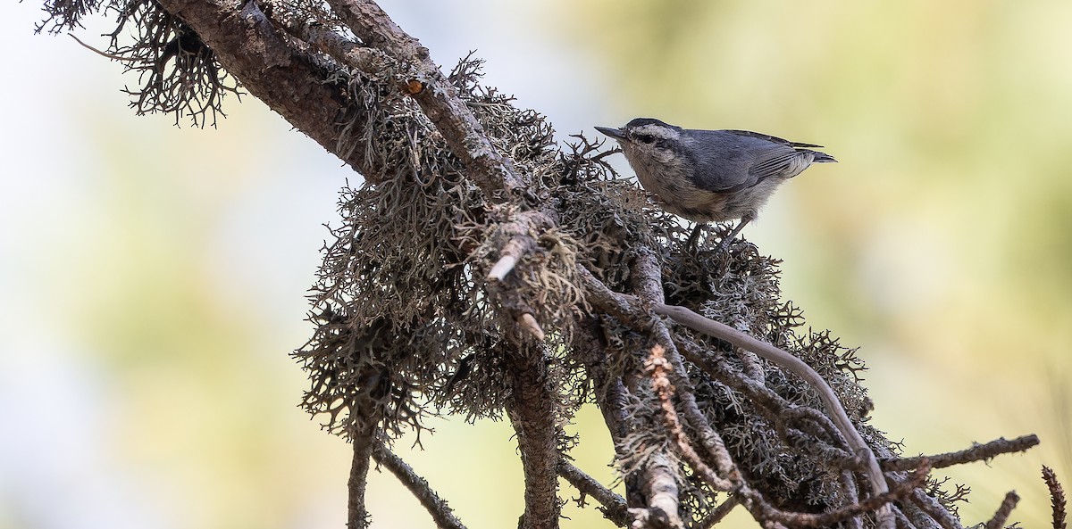 Corsican Nuthatch - Friedemann Arndt