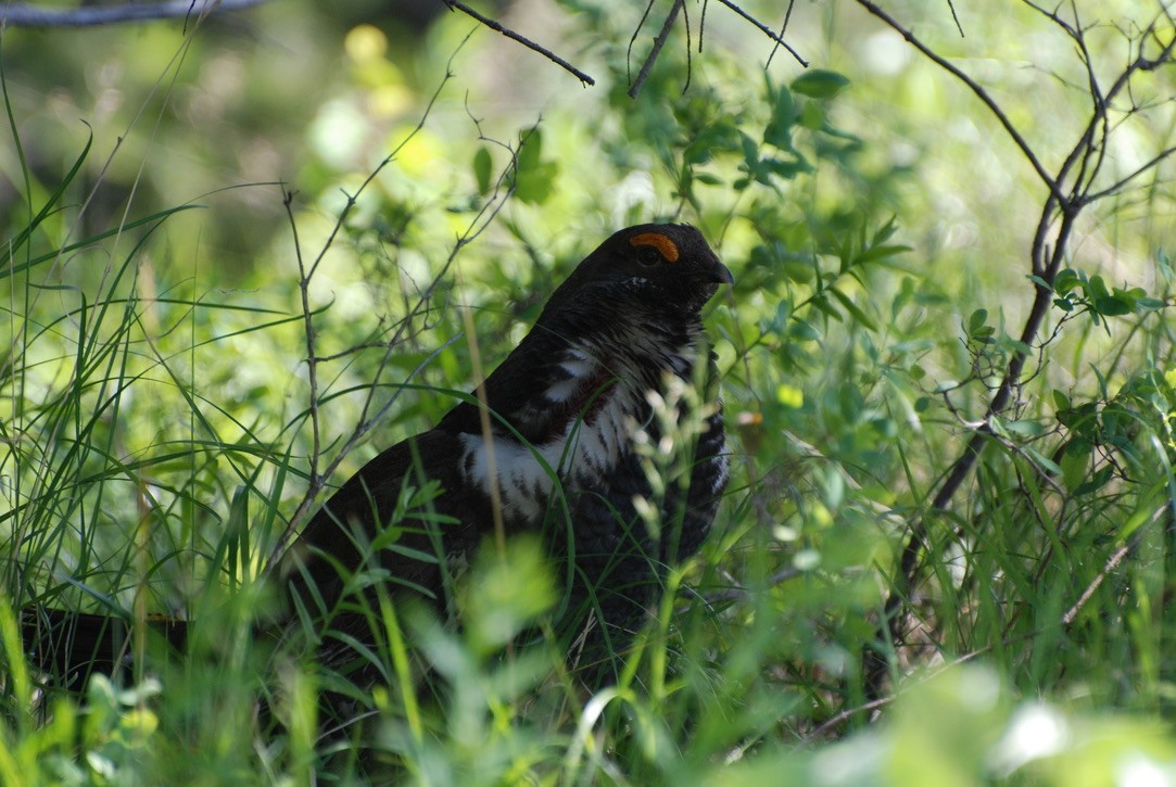 Dusky Grouse - ML613471301