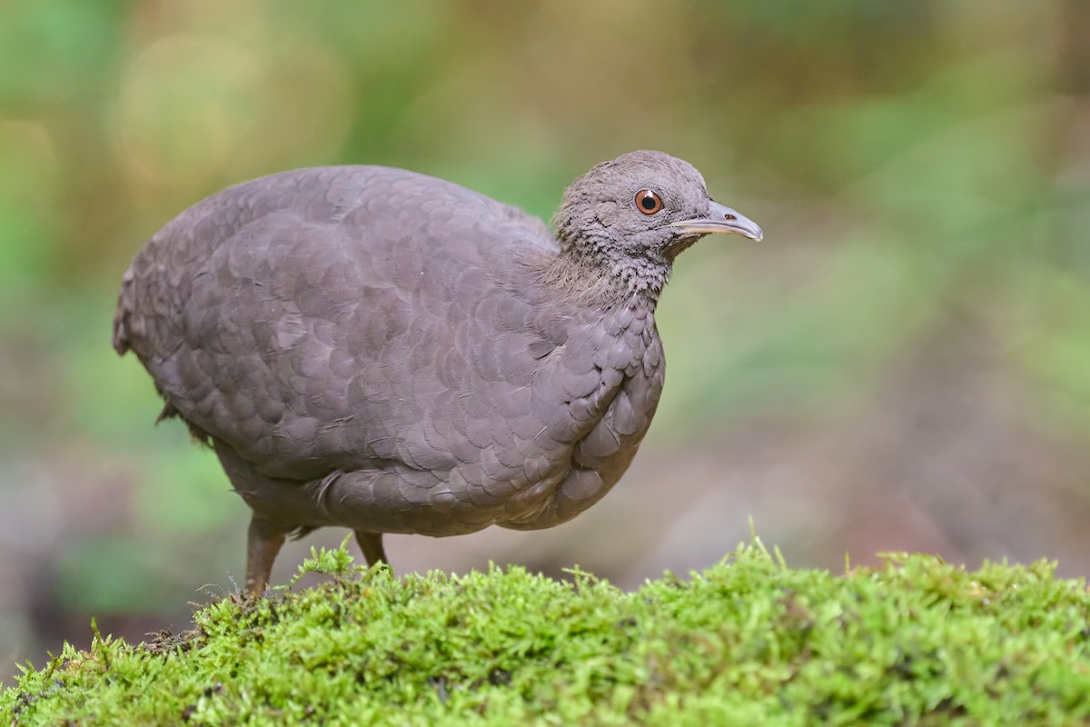 Cinereous Tinamou - ML613471322