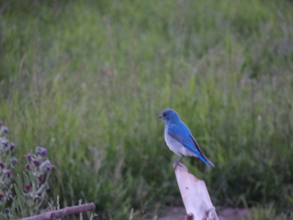 Mountain Bluebird - Anonymous