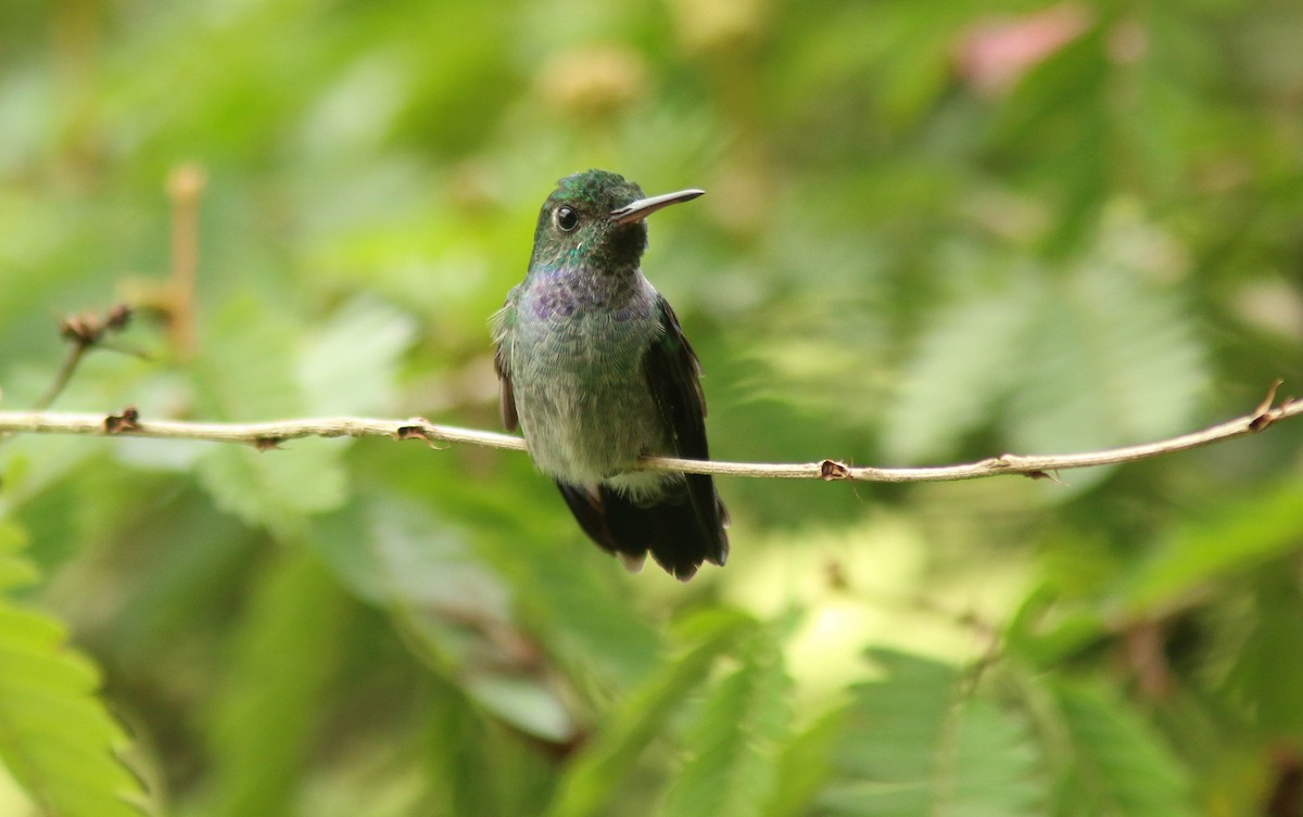 Blue-chested Hummingbird - Sylvie Robert