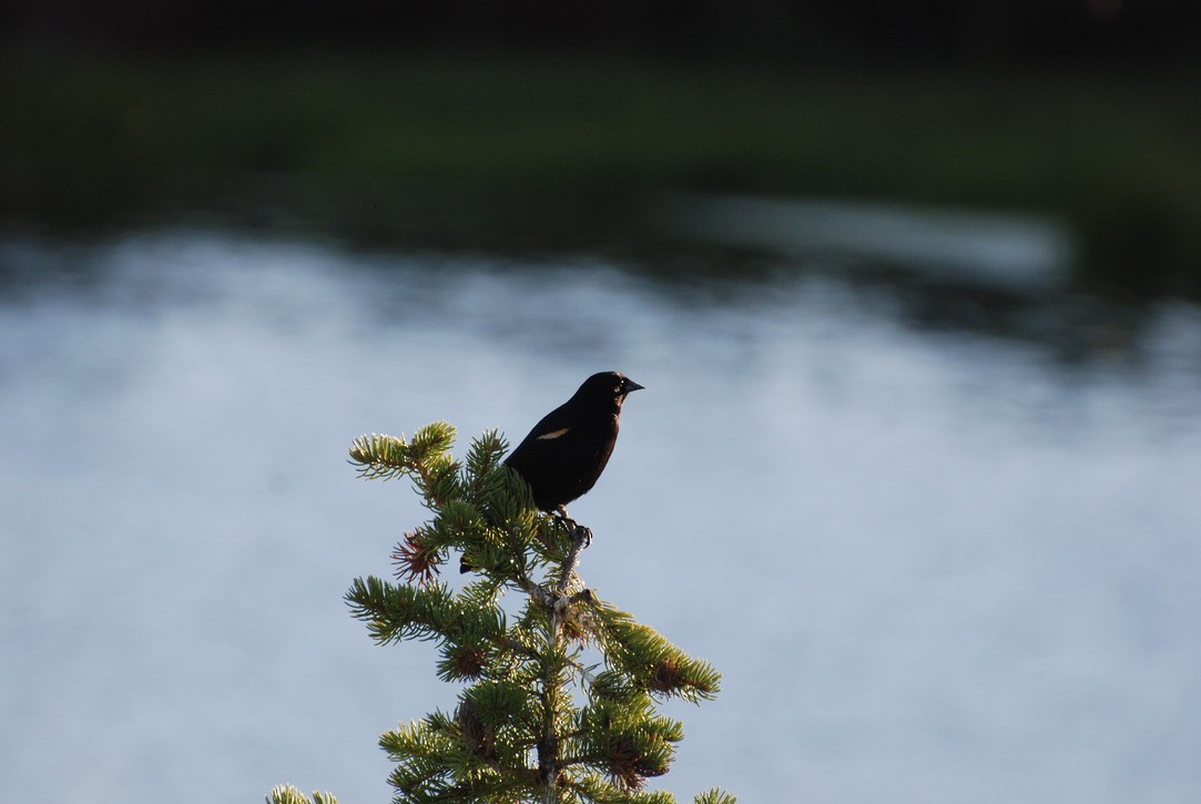 Red-winged Blackbird - ML613471375