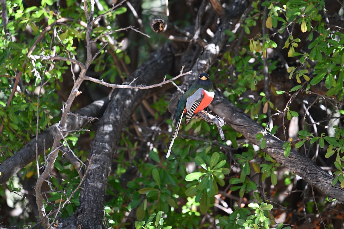 Coppery-tailed Trogon - ML613471527