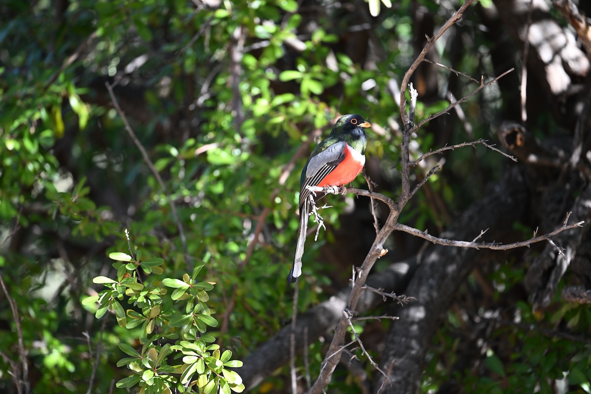 Coppery-tailed Trogon - ML613471533
