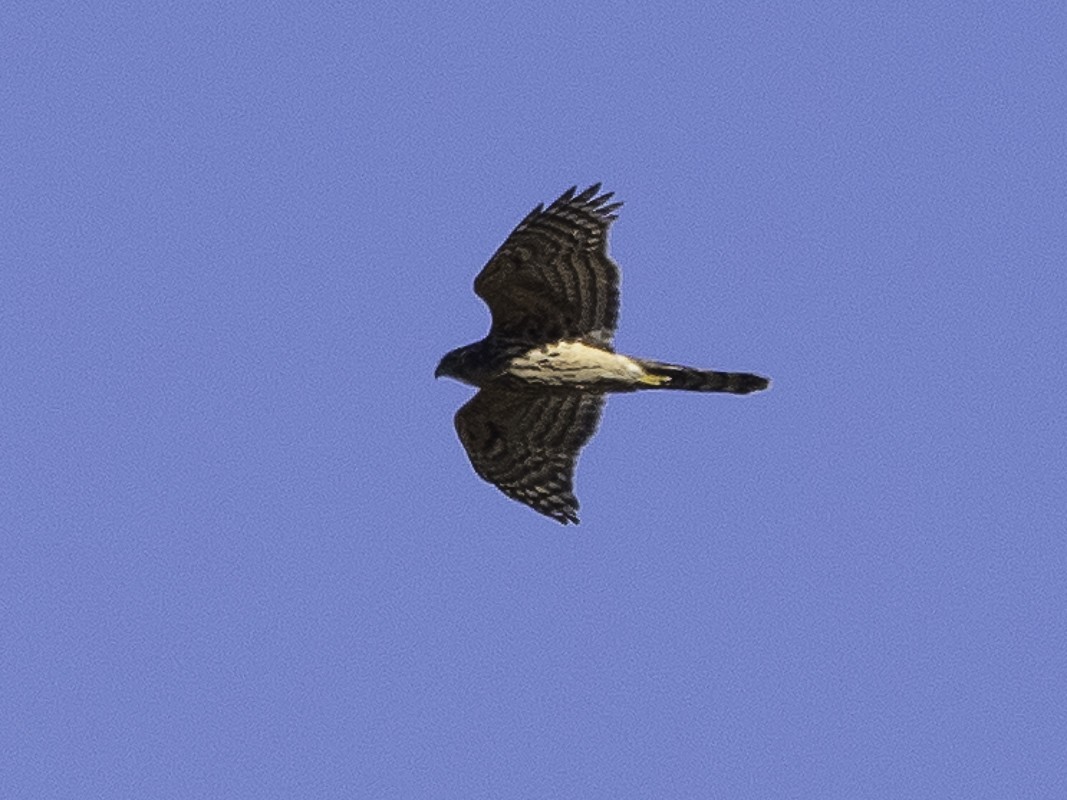 Eurasian Goshawk - ML613471625