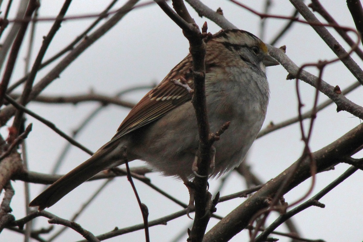 White-throated Sparrow - ML613471665