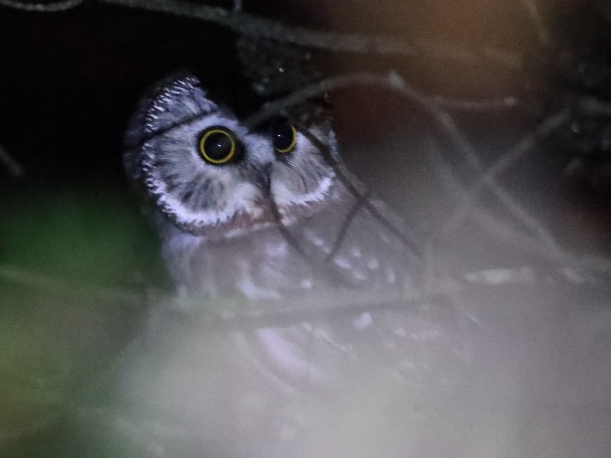 Northern Saw-whet Owl - ML613471667