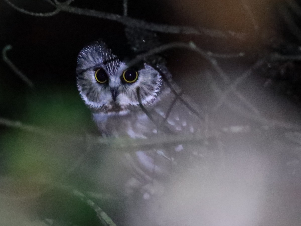 Northern Saw-whet Owl - ML613471668