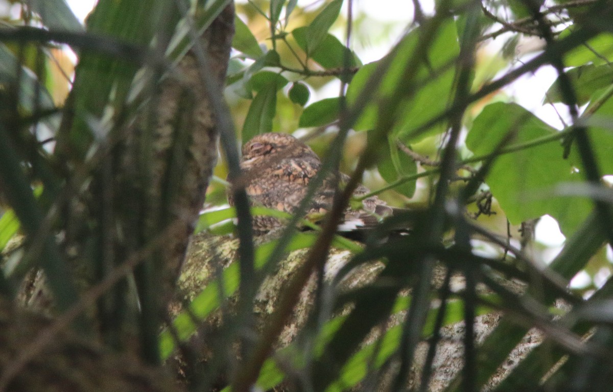 Lesser Nighthawk - ML613471669