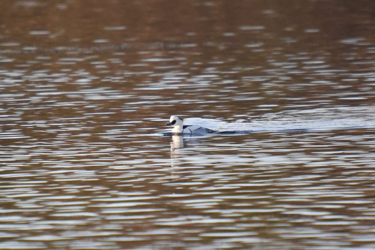 Smew - John Hutchison