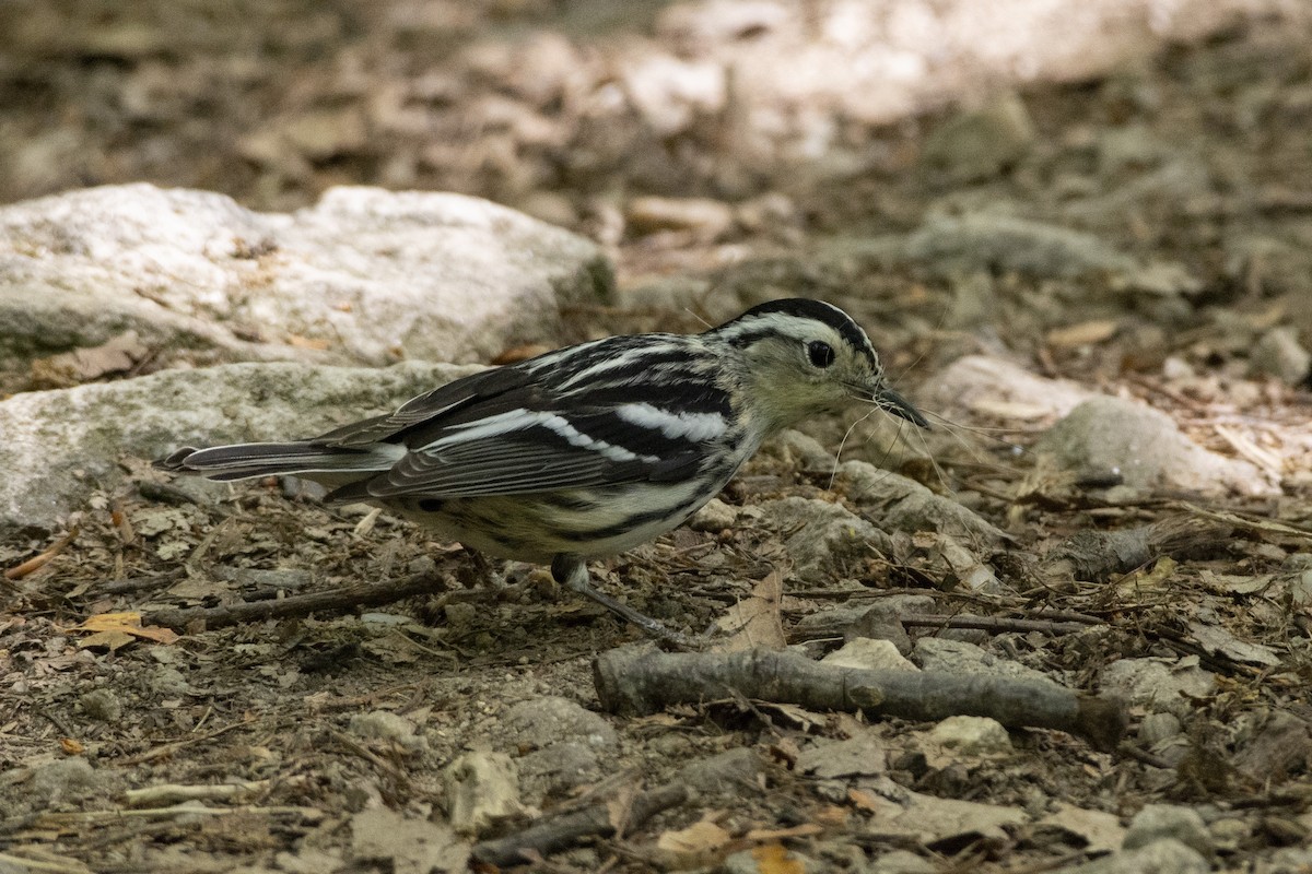 Black-and-white Warbler - ML613471724
