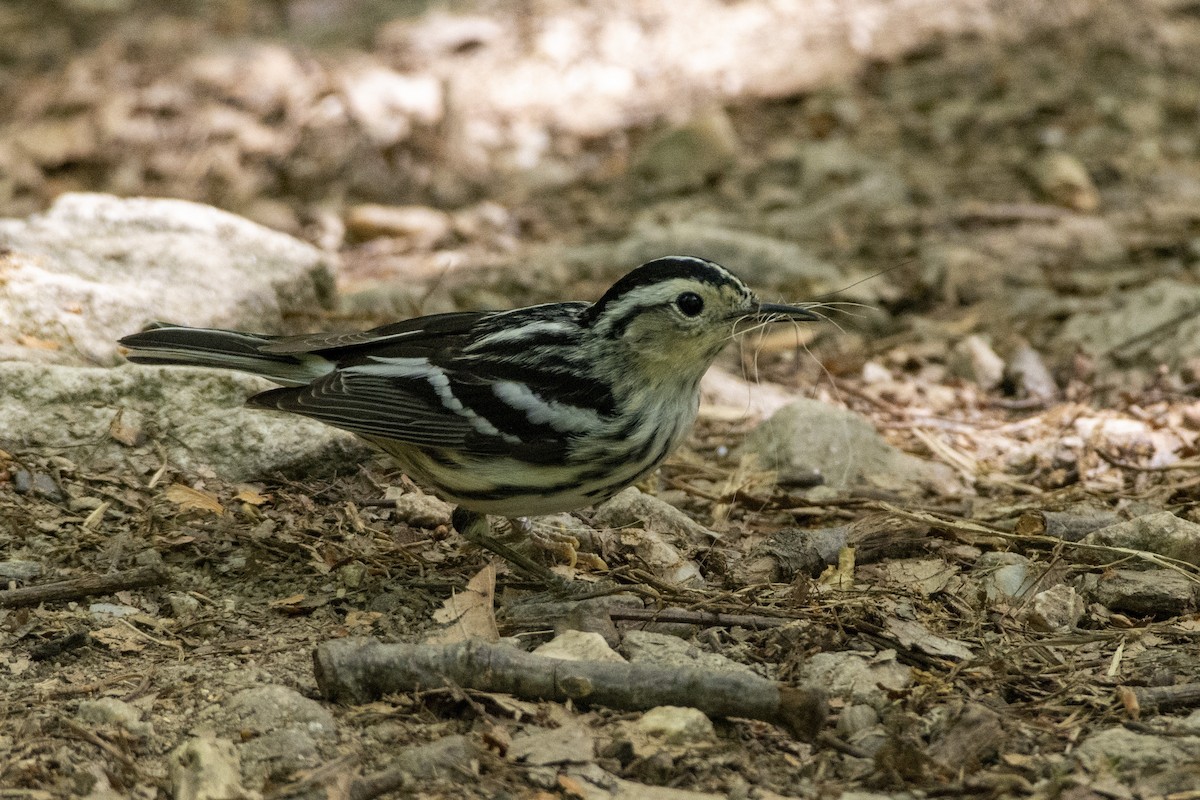 Black-and-white Warbler - ML613471725