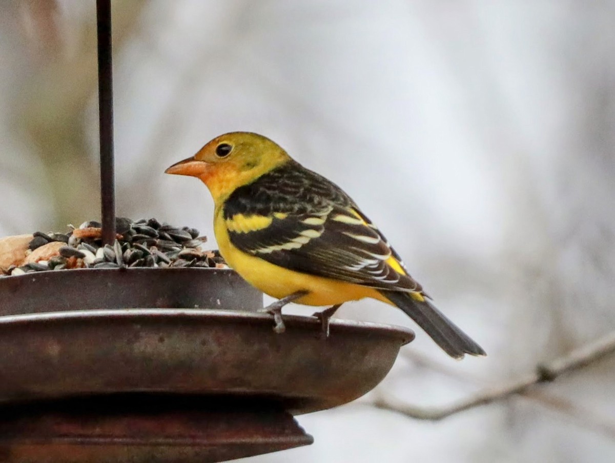 Western Tanager - ML613471756