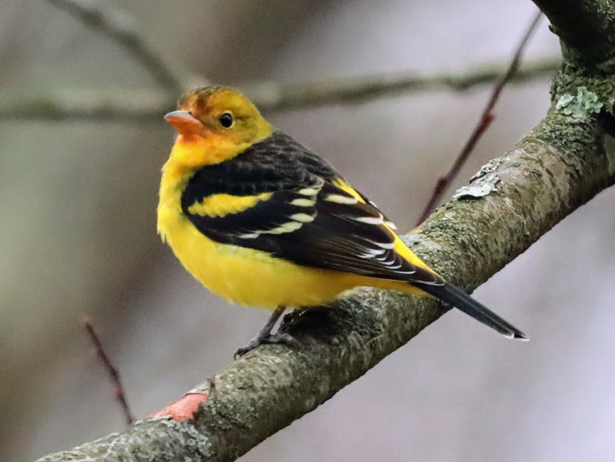 Western Tanager - ML613471757