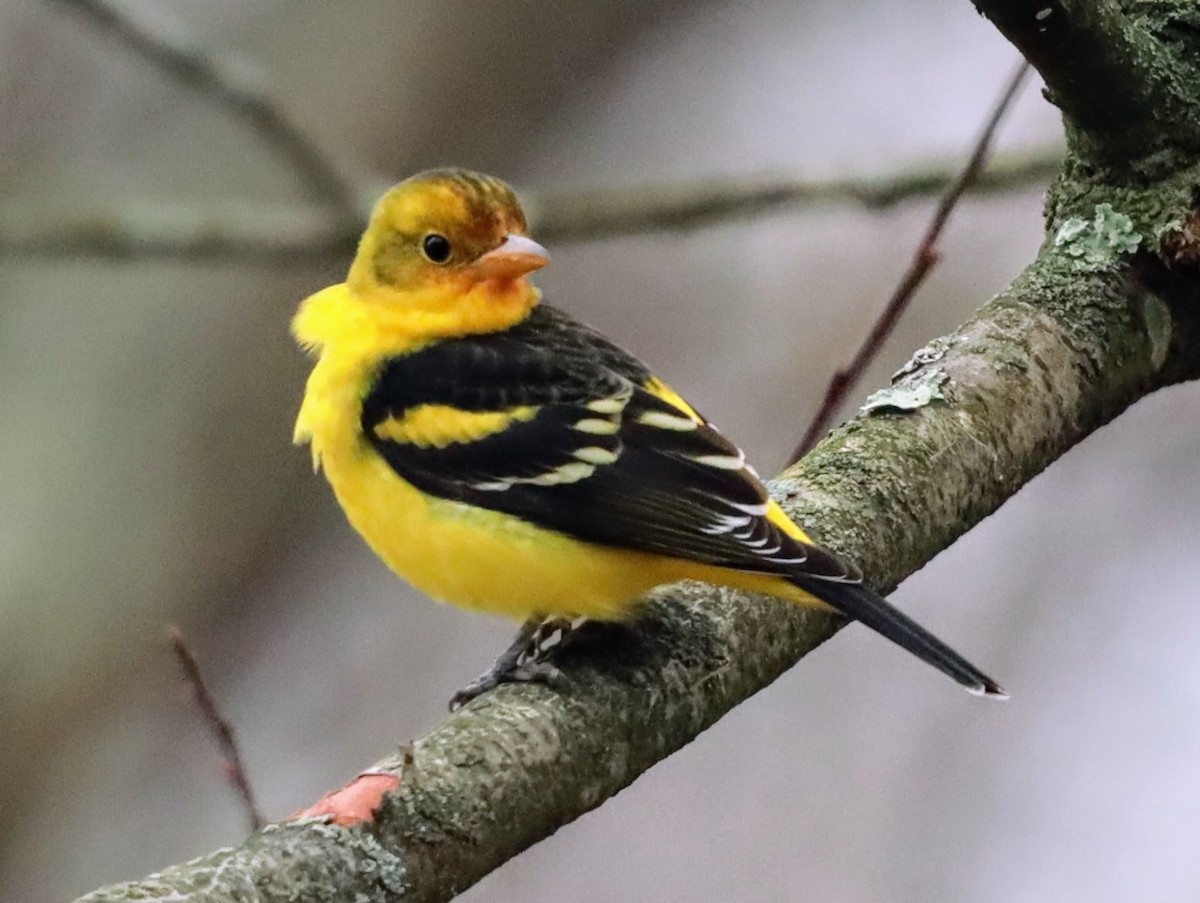 Western Tanager - ML613471758