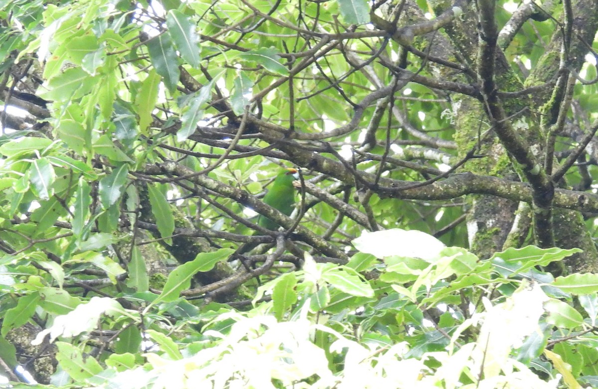 Yellow-crowned Parakeet - ML613471760
