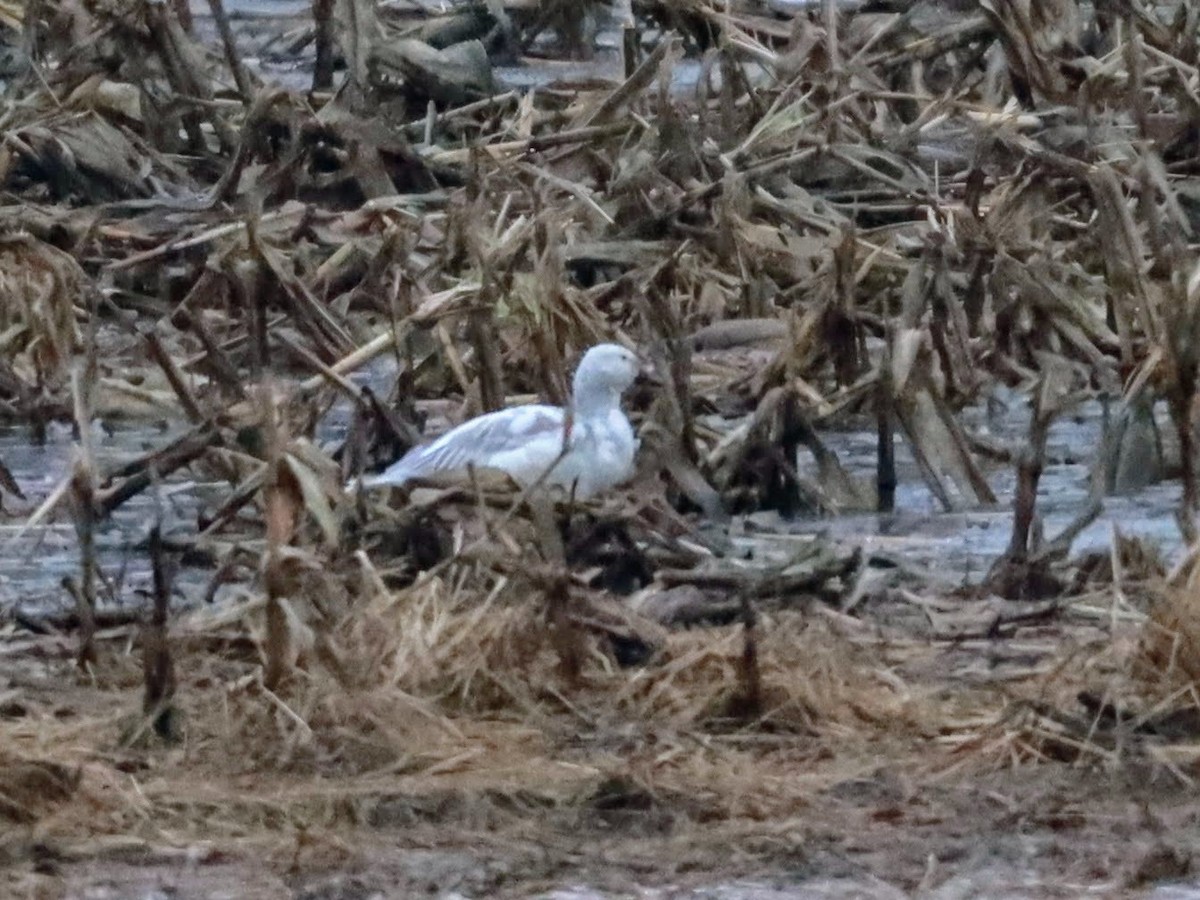 Snow Goose - ML613471819