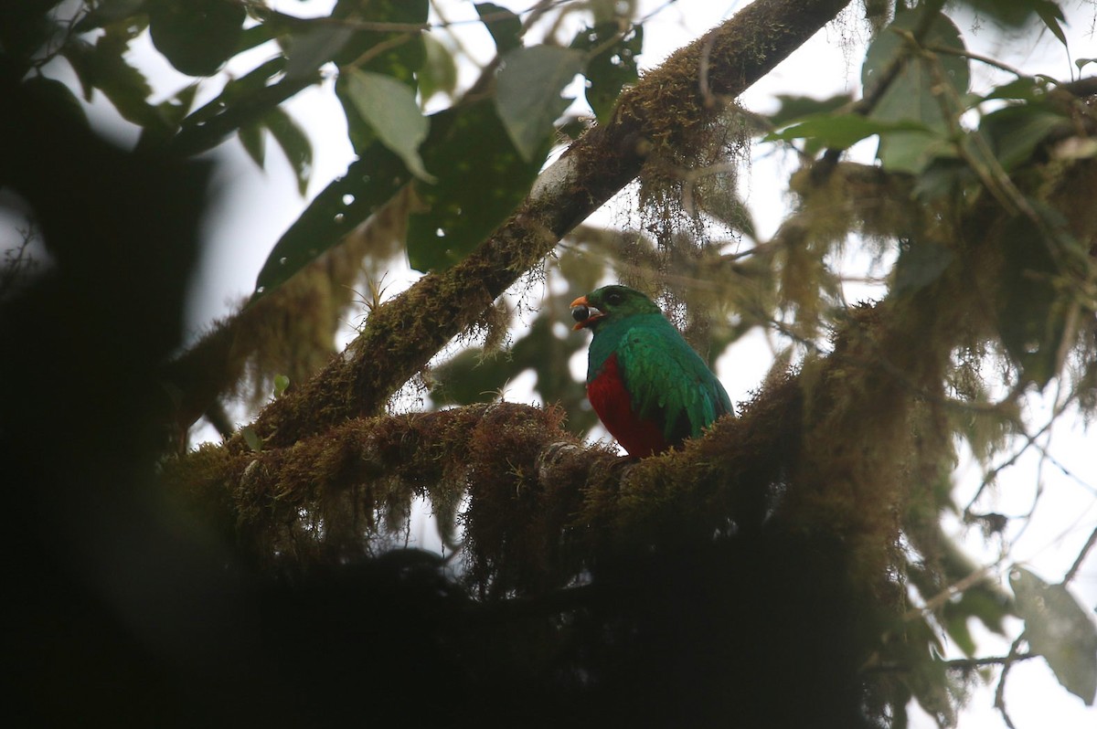 Quetzal Cabecidorado - ML613471849