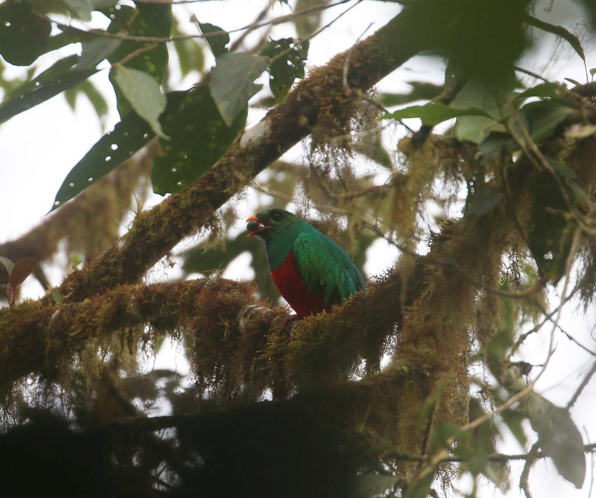 Golden-headed Quetzal - ML613471850