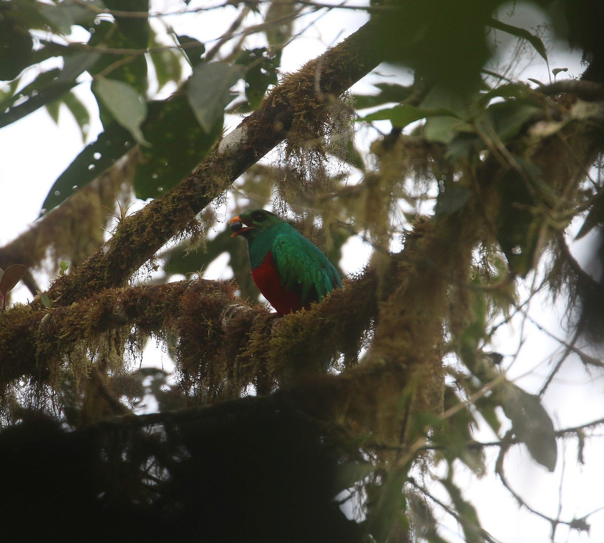 Quetzal Cabecidorado - ML613471851