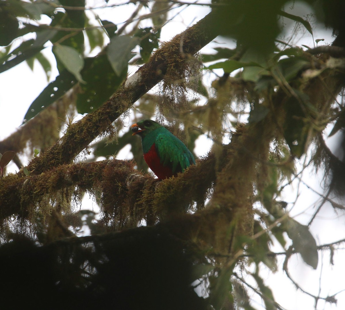 Golden-headed Quetzal - ML613471851