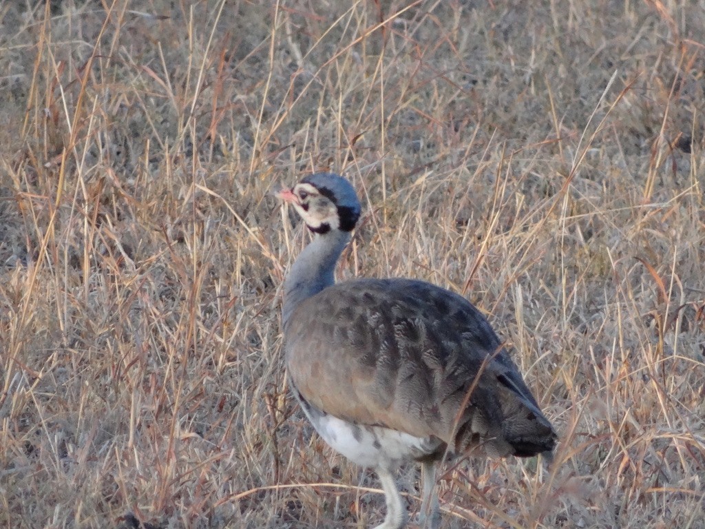 White-bellied Bustard (White-bellied) - Anonymous