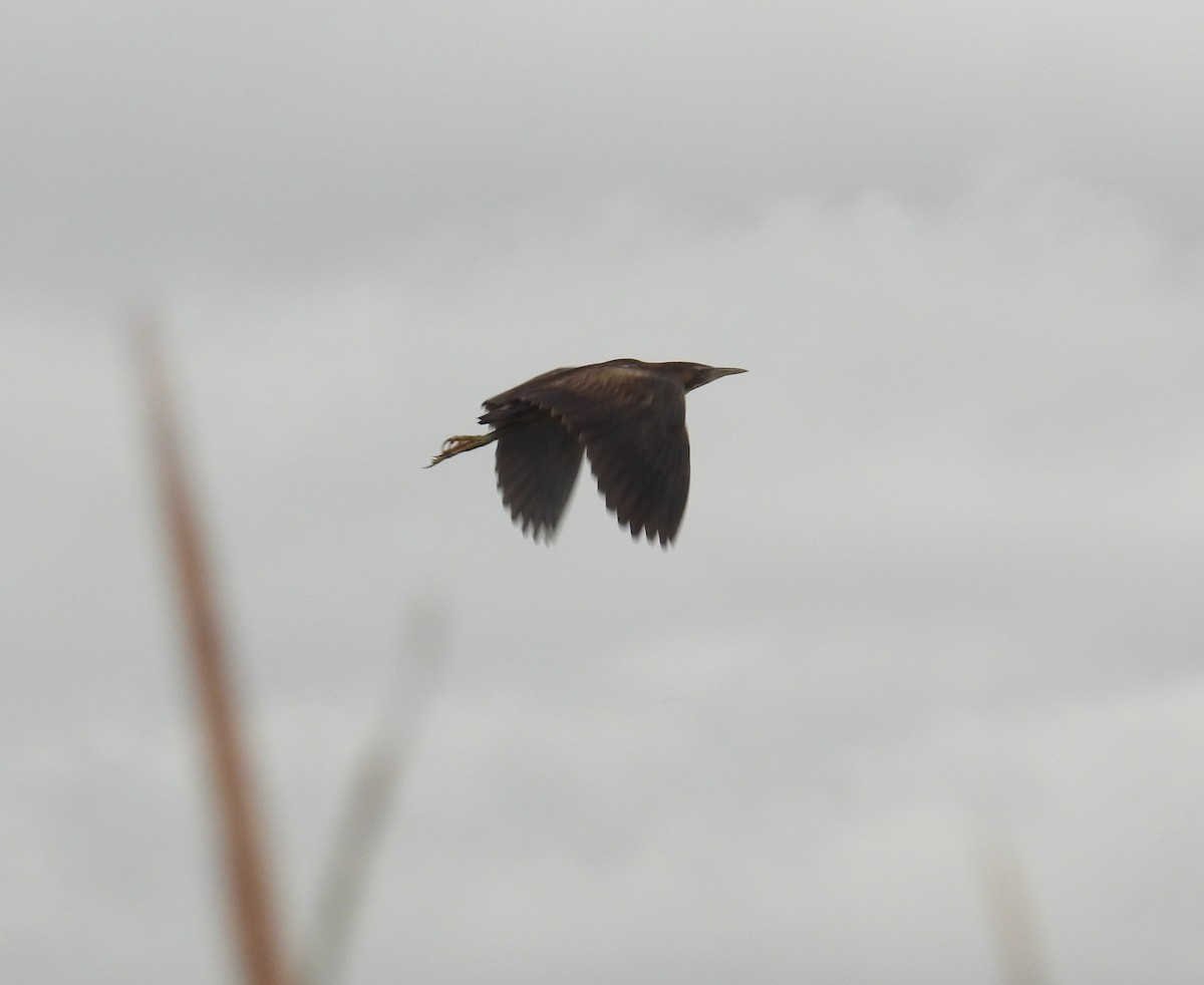 Australasian Bittern - ML613472007