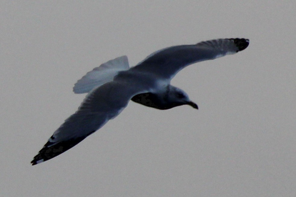 Ring-billed Gull - ML613472013