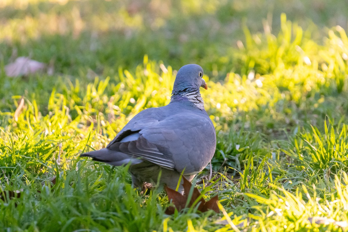 Common Wood-Pigeon - ML613472027