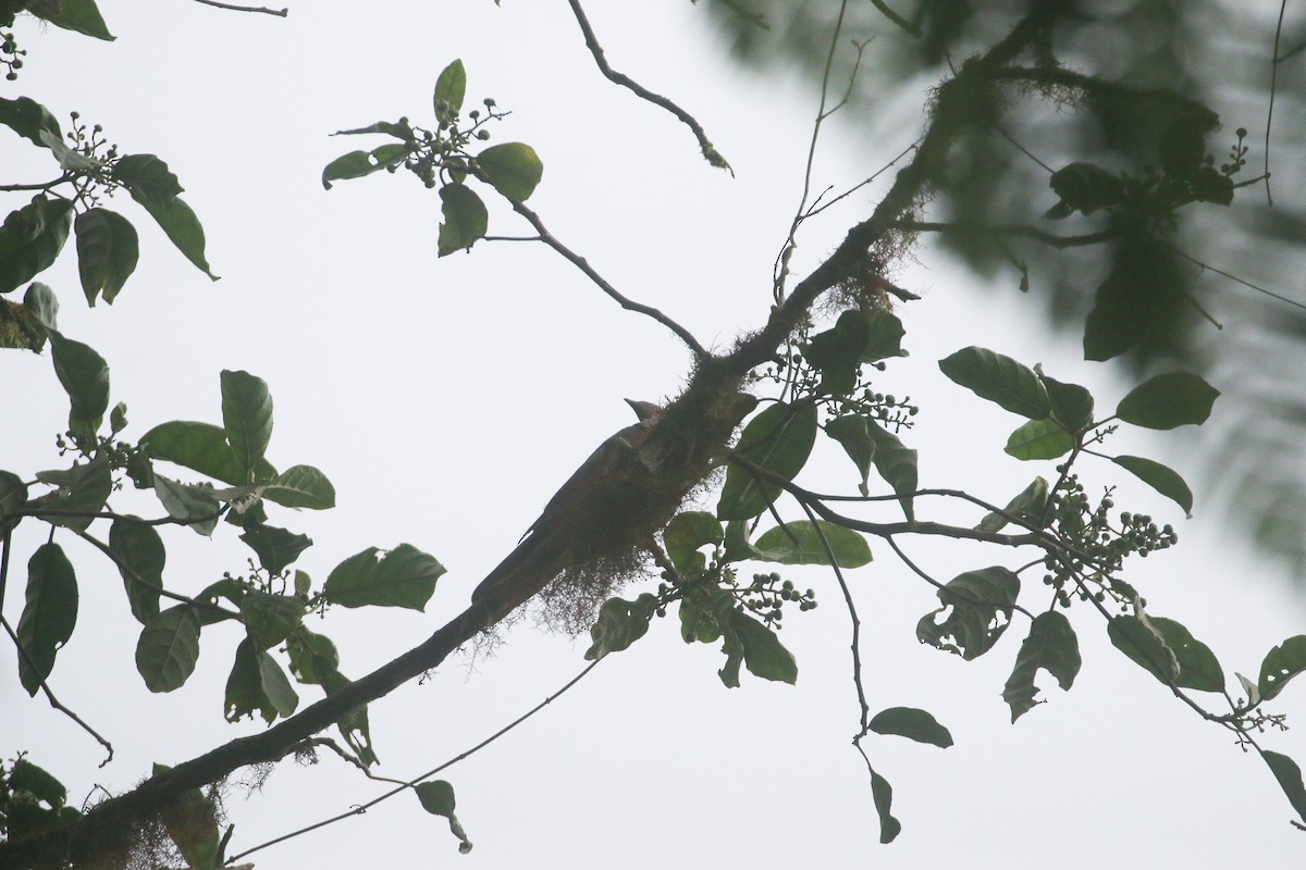 holub šedorůžový - ML613472052