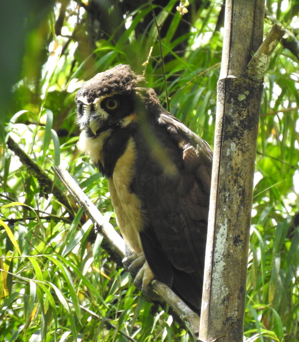 Spectacled Owl - ML613472066