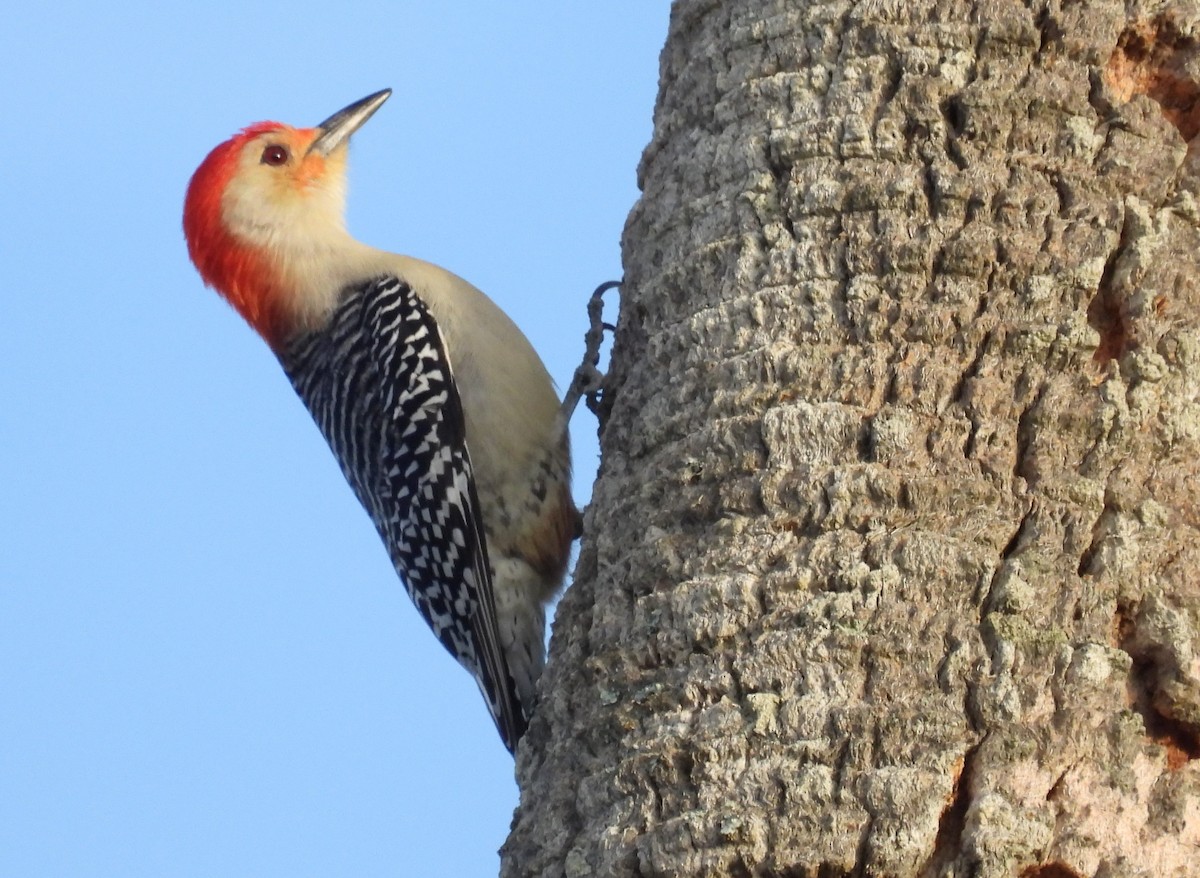 Red-bellied Woodpecker - Kathy Springer